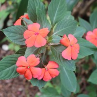 Impatiens walleriana Hook.f.